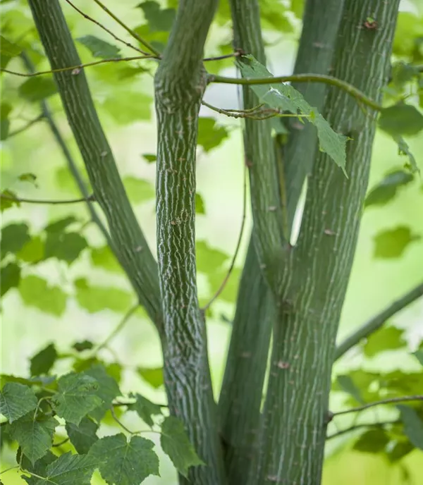 Acer davidii - Collection