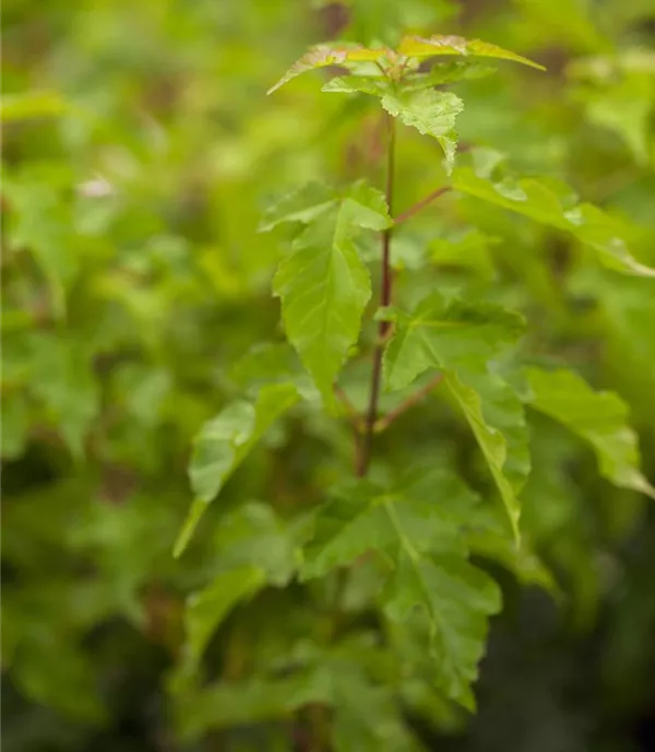 Acer ginnala - Collection