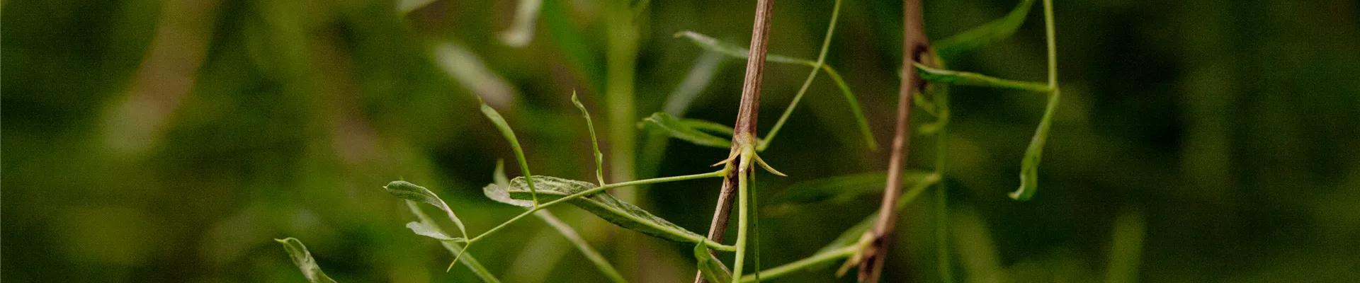 Bodendecker online kaufen | Bauer Baumschulen AG Bodendecker online kaufen | Bauer Baumschulen AG