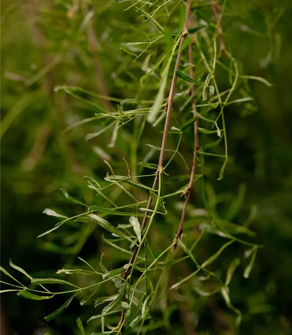 Caragana arborescens