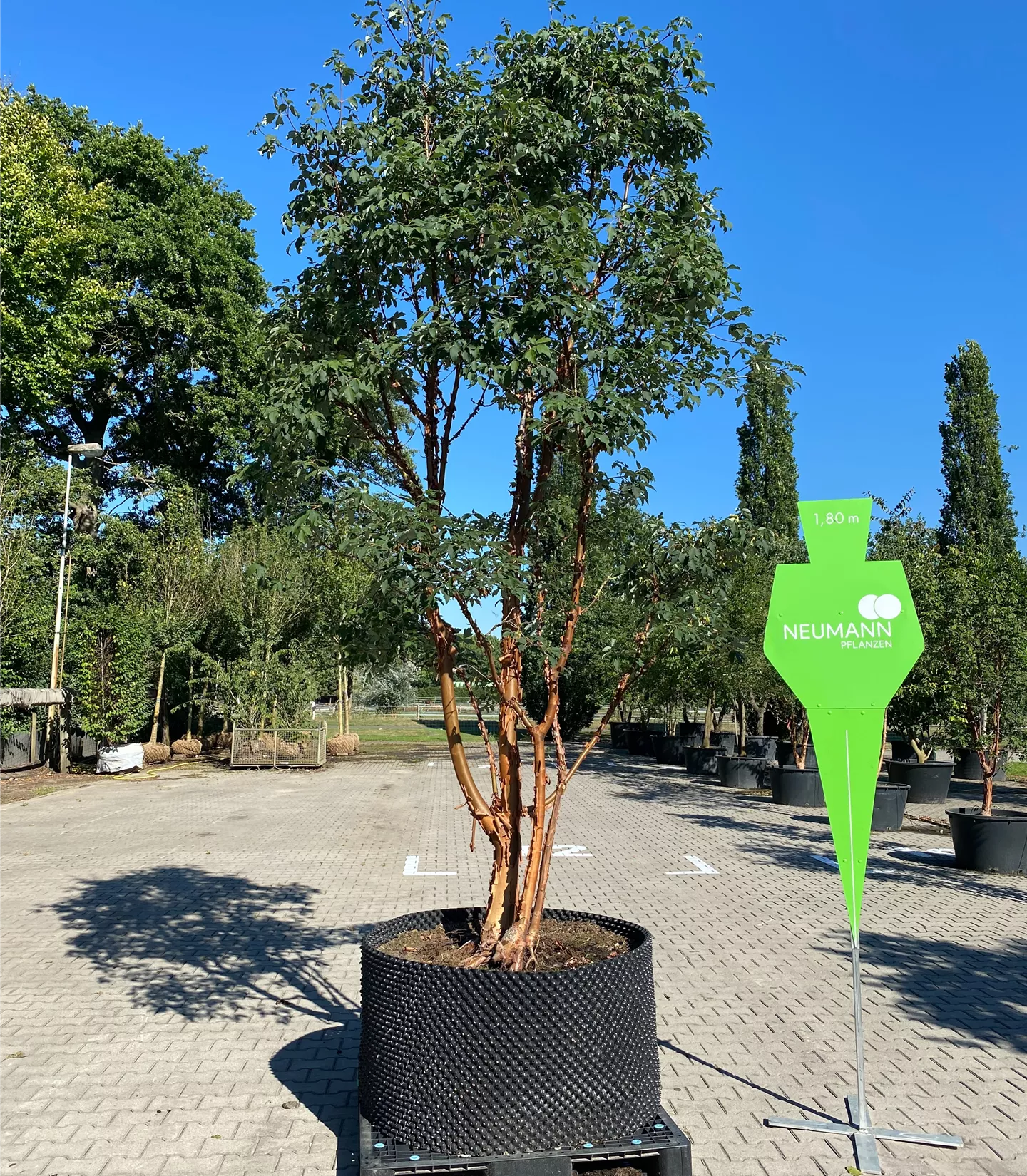 Acer griseum - Collection