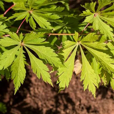 Solitär 250-275 Nr. HP23-113 2804 - Japanischer Feuerahorn 'Aconitifolium' - Acer japonicum 'Aconitifolium' - Collection