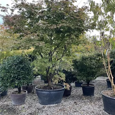 C/ 400/+ Solitär - Japanischer Feuerahorn 'Aconitifolium' - Acer japonicum 'Aconitifolium' - Collection