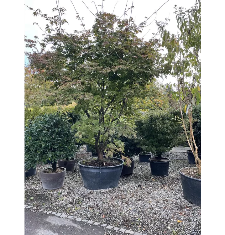 Japanischer Feuerahorn 'Aconitifolium' - Acer japonicum 'Aconitifolium' - Collection