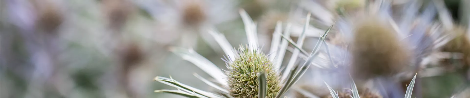 Startseite_Header_01.jpg Startseite_Header_01.jpg