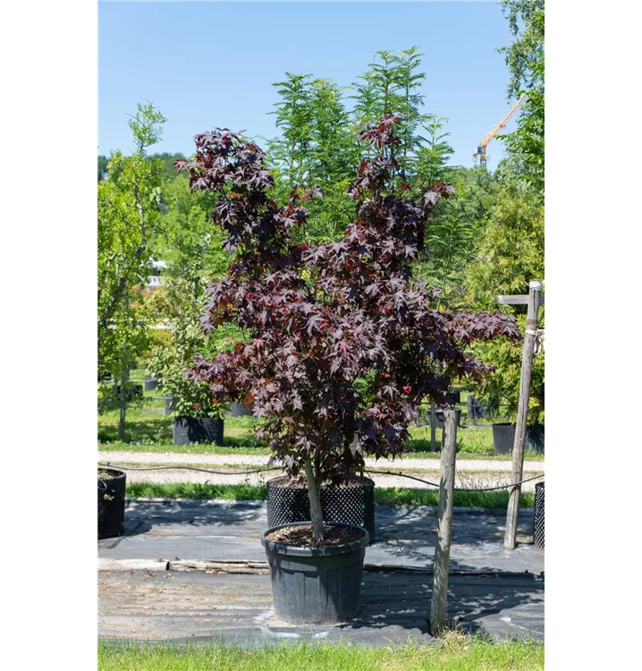 Roter Fächerahorn 'Bloodgood' - Acer palmatum 'Bloodgood' - Collection