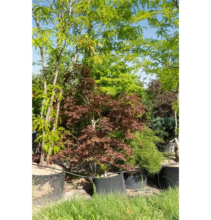 Fächerahorn 'Burgundy Lace' - Acer palmatum 'Burgundy Lace' - Collection