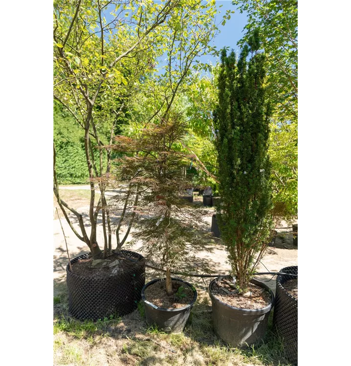 Dunkelroter Schlitzahorn 'Dissectum Garnet' - Acer palmatum 'Dissectum Garnet' - Collection