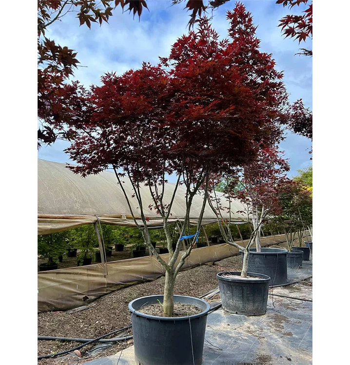 Fächerahorn 'Fireglow' - Acer palmatum 'Fireglow' - Collection
