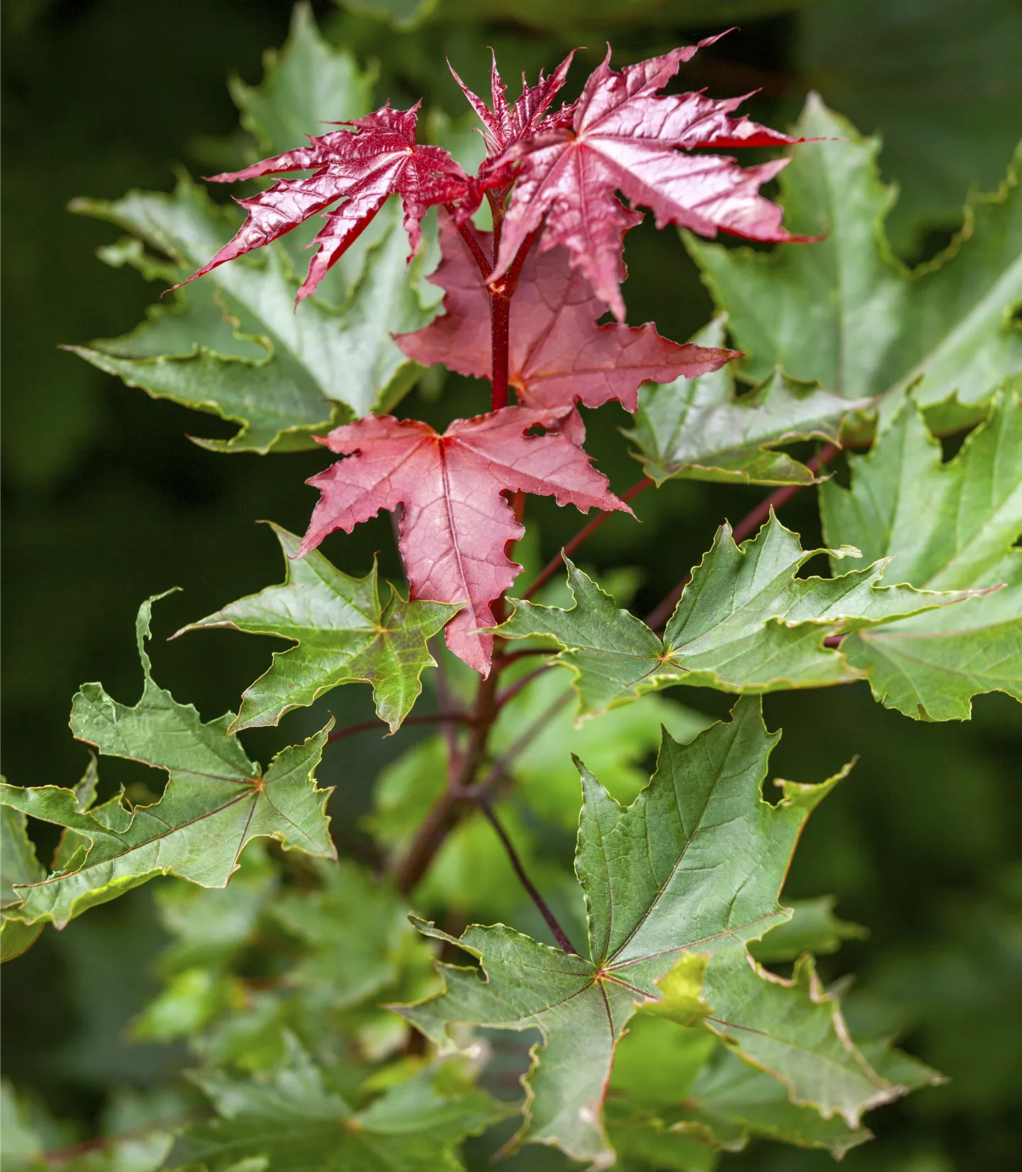 Acer platanoides 'Crimson Sentry' - Collection