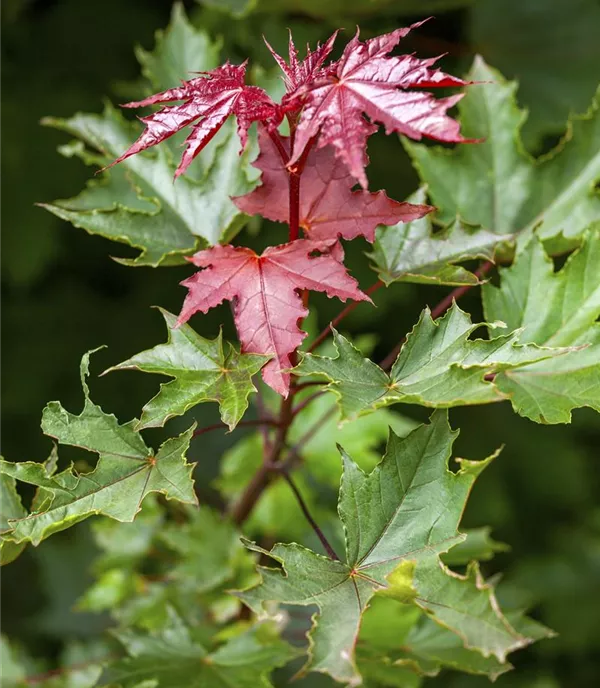 Acer platanoides 'Crimson Sentry' - Collection