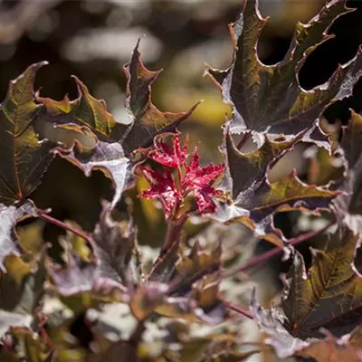 H 3xv mDb 12- 14 - Spitzahorn 'Deborah' - Acer platanoides 'Deborah' - Collection