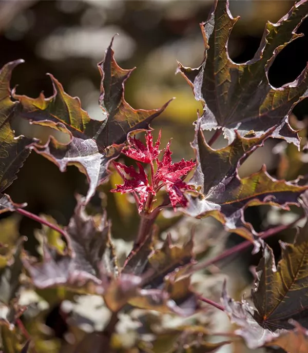 Acer platanoides 'Deborah' - Collection