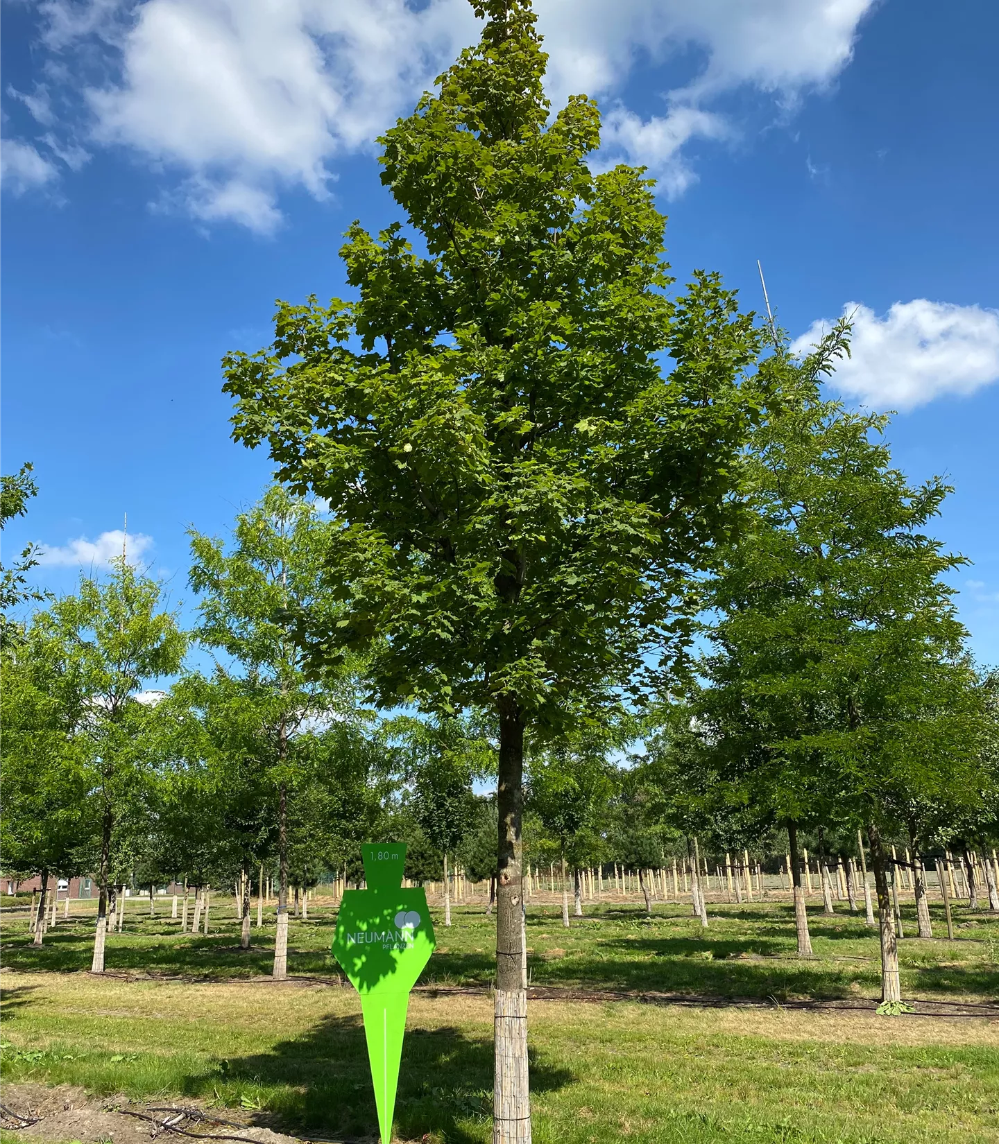 Acer platanoides 'Emerald Queen' - Collection