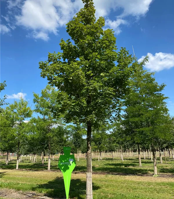 Acer platanoides 'Emerald Queen' - Collection