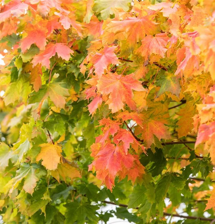 Spitzahorn 'Autumn Blaze' - Acer platanoides 'Autumn Blaze' - Collection