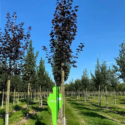 H 4xv mDb 20- 25 - Kegelförmiger Spitzahorn 'Cleveland' - Acer platanoides 'Cleveland' - Collection