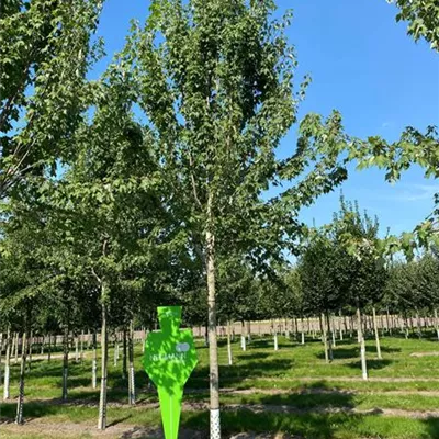 H 3xv mDb 8- 10 - Schmalkroniger Rotahorn 'Armstrong' - Acer rubrum 'Armstrong' - Collection