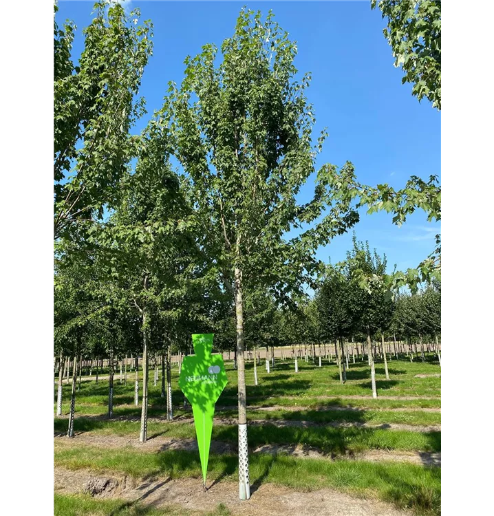 Schmalkroniger Rotahorn 'Armstrong' - Acer rubrum 'Armstrong' - Collection