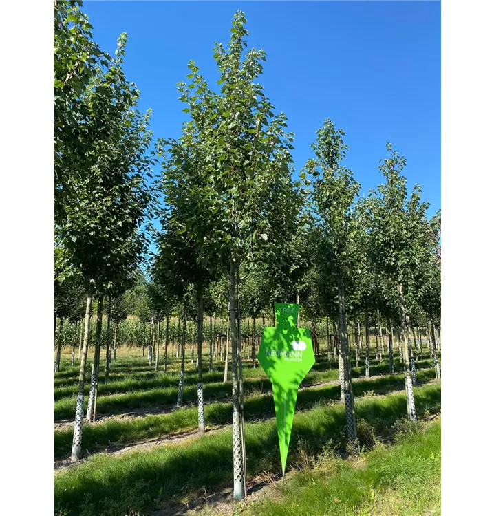 Amerikanischer Rotahorn 'Fairview Flame' - Acer rubrum 'Fairview Flame' - Collection