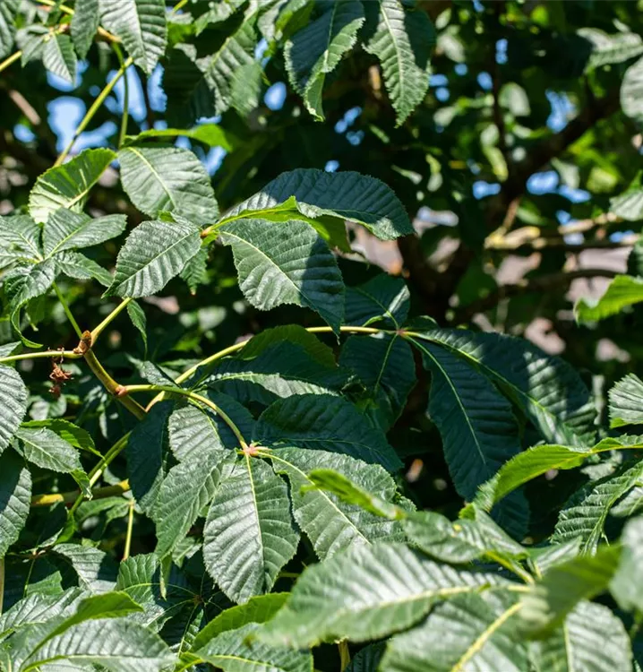 Strauchkastanie - Aesculus parviflora - Collection