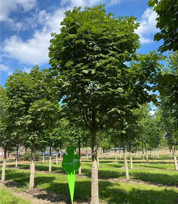 Aesculus hippocastanum 'Baumannii' - Collection