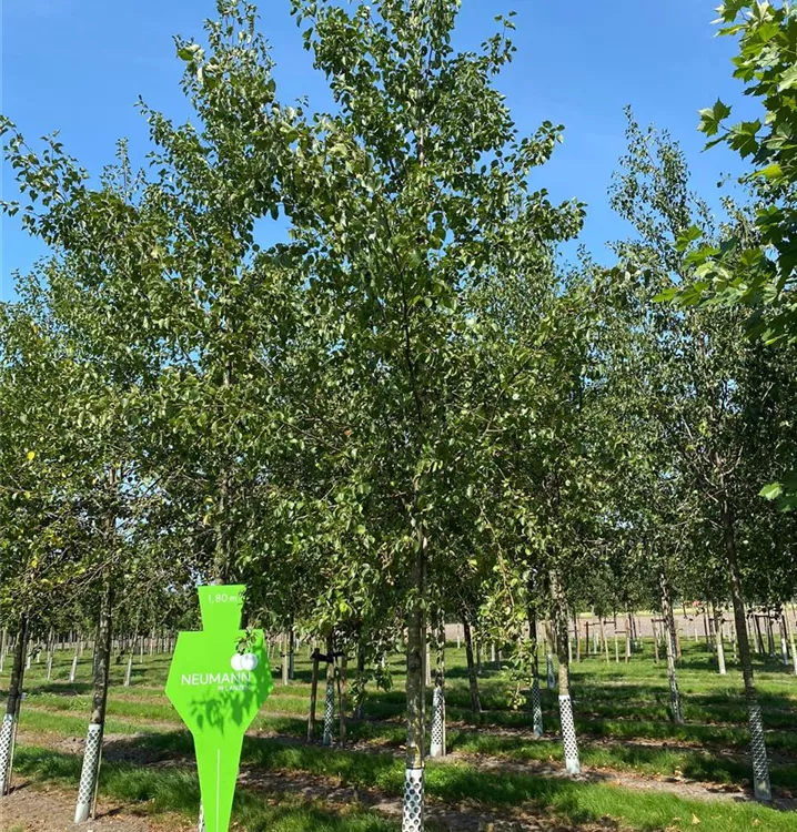 Italienische Erle - Alnus cordata - Collection