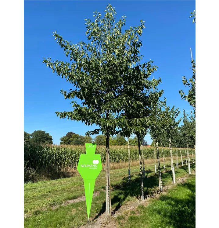 Erle spaethii - Alnus spaethii - Collection