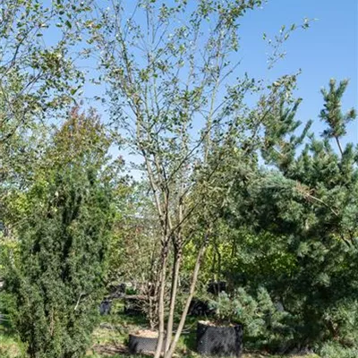 Schirmform 400-450 313.230 WA 1550 - Felsenbirne 'Ballerina' - Amelanchier 'Ballerina' - Collection