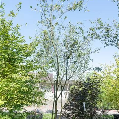 MB 400-425 - Felsenbirne 'Ballerina' - Amelanchier 'Ballerina' - Collection