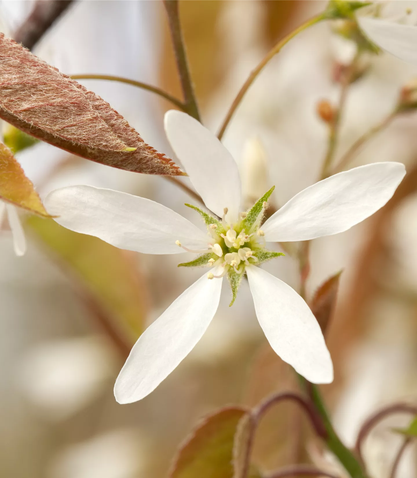 Amelanchier lamarckii - Collection