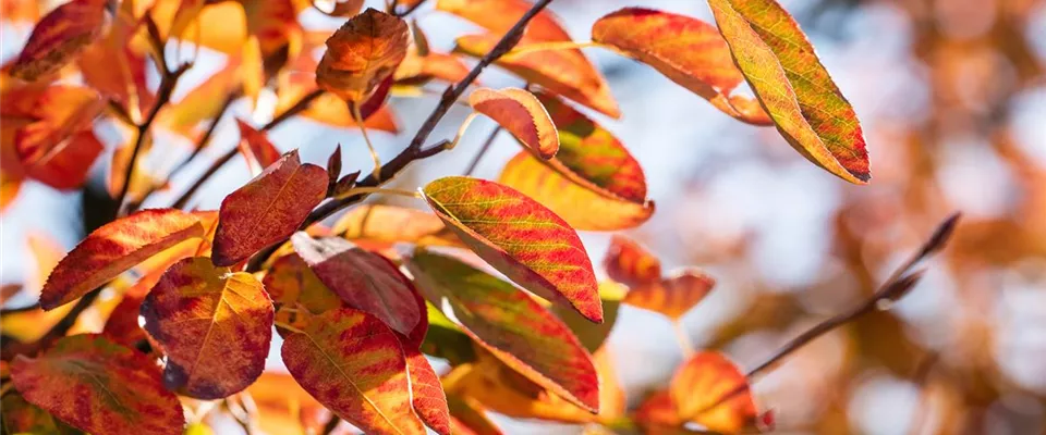 Amelanchier lamarckii