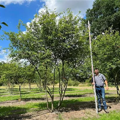 Schirmform 300 - 350 x 400 - 450 - Kupfer-Felsenbirne - Amelanchier lamarckii - Collection
