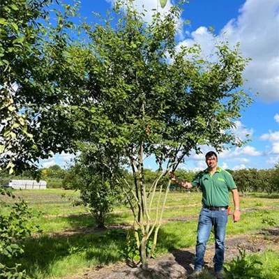 Schirmform 150 - 200 x 300 - 350, - Kupfer-Felsenbirne - Amelanchier lamarckii - Collection