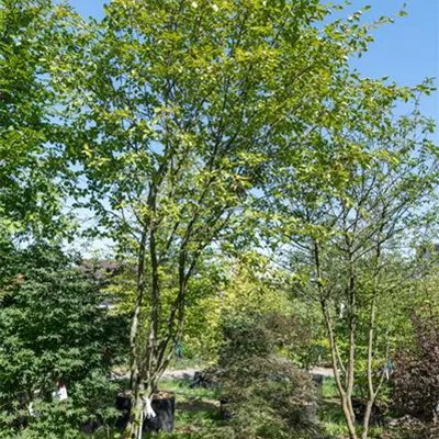 Schirmform 400-450 - Kupfer-Felsenbirne - Amelanchier lamarckii - Collection