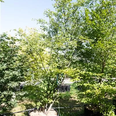 MB 275-300 314.289 WA verkauft - Kupfer-Felsenbirne - Amelanchier lamarckii - Collection