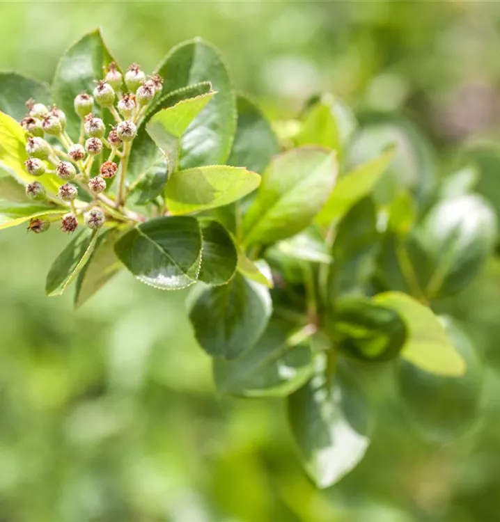 Apfelbeere prunifolia - Aronia prunifolia - Collection