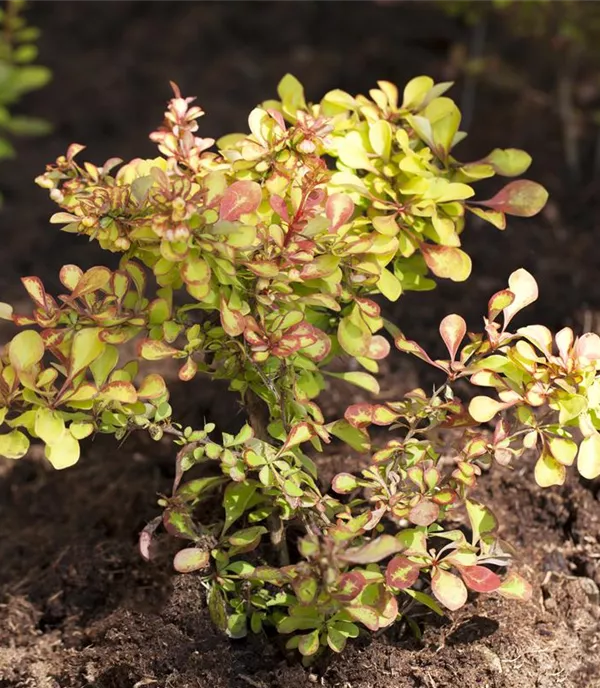 Berberis thunbergii - Collection