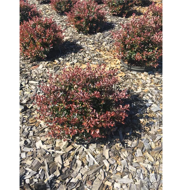 Rote Heckenberberitze - Berberis thunbergii 'Atropurpurea' - Collection