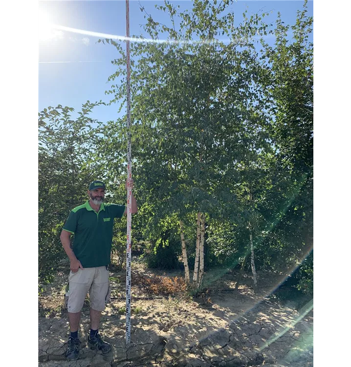 Sandbirke - Betula pendula - Collection