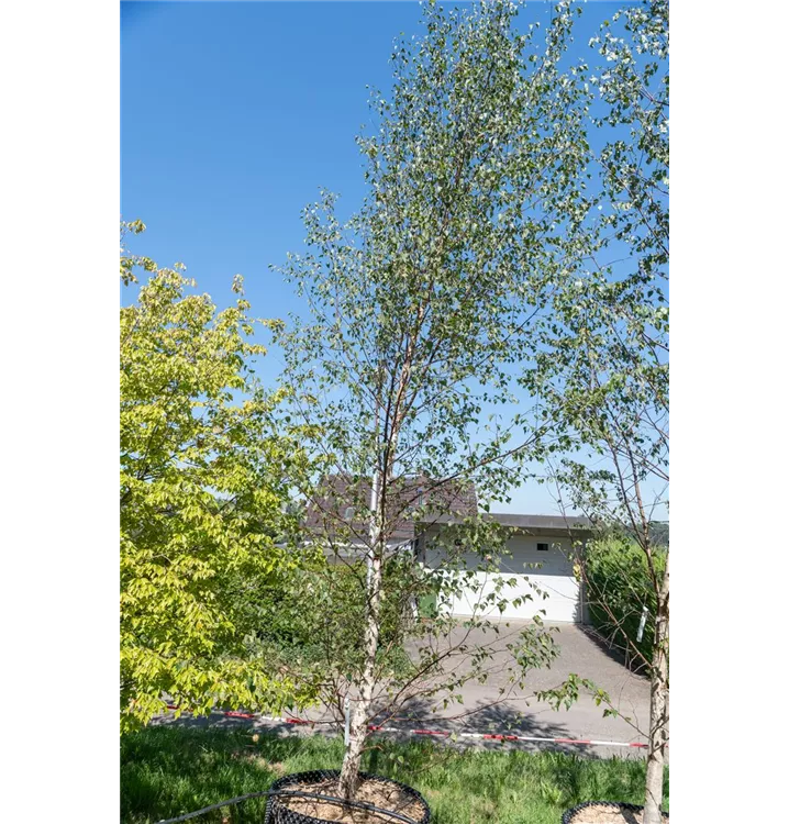 Sandbirke - Betula pendula - Collection