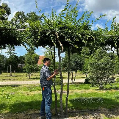 Dachförmig - Hainbuche,Weißbuche - Carpinus betulus - Collection