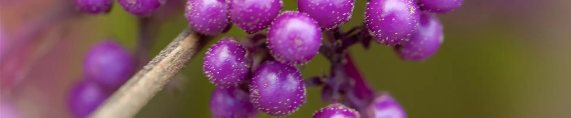 Bodendecker online kaufen | Bauer Baumschulen AG