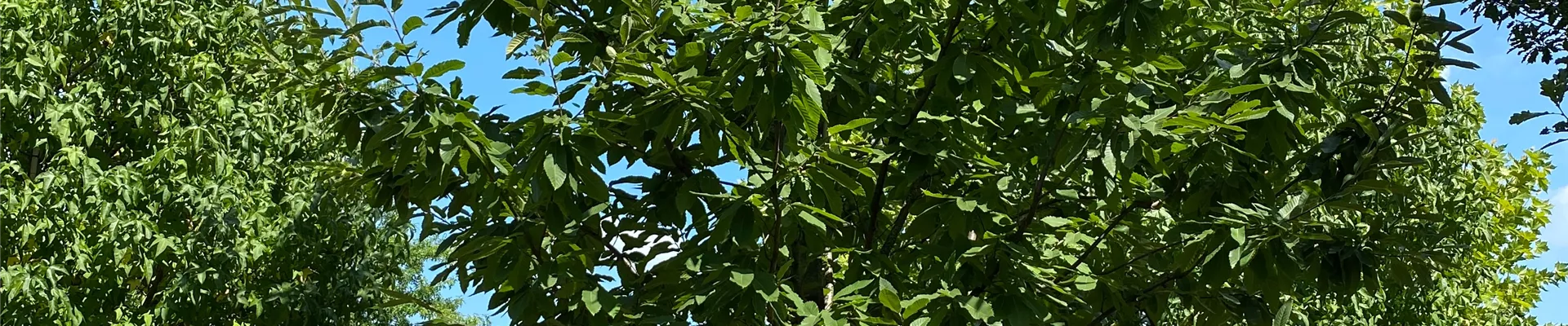 Bodendecker online kaufen | Bauer Baumschulen AG