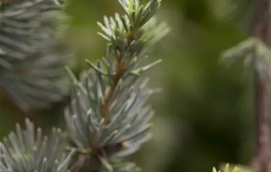 Cedrus libani - Collection