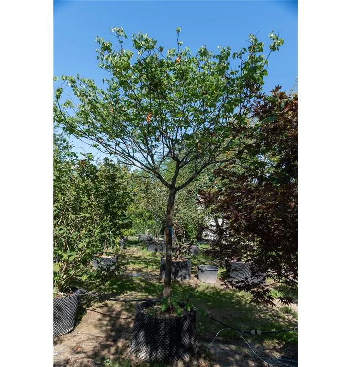 Judasbaum 'Apalachian Red' - Cercis canadensis 'Apalachian Red' - Collection