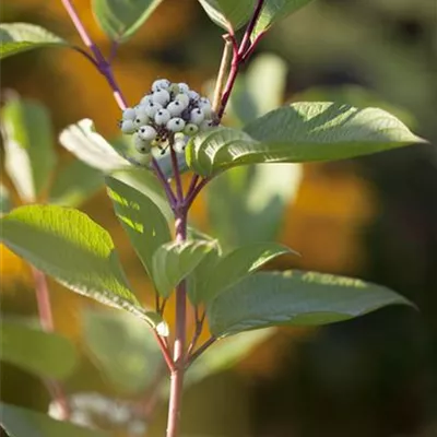 Sol 3xv mB 80- 100 - Schwarzholz-Hartriegel - Cornus alba 'Kesselringii' - Collection