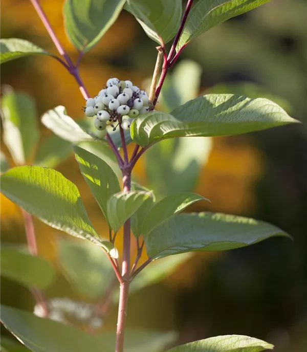 Cornus alba - Collection