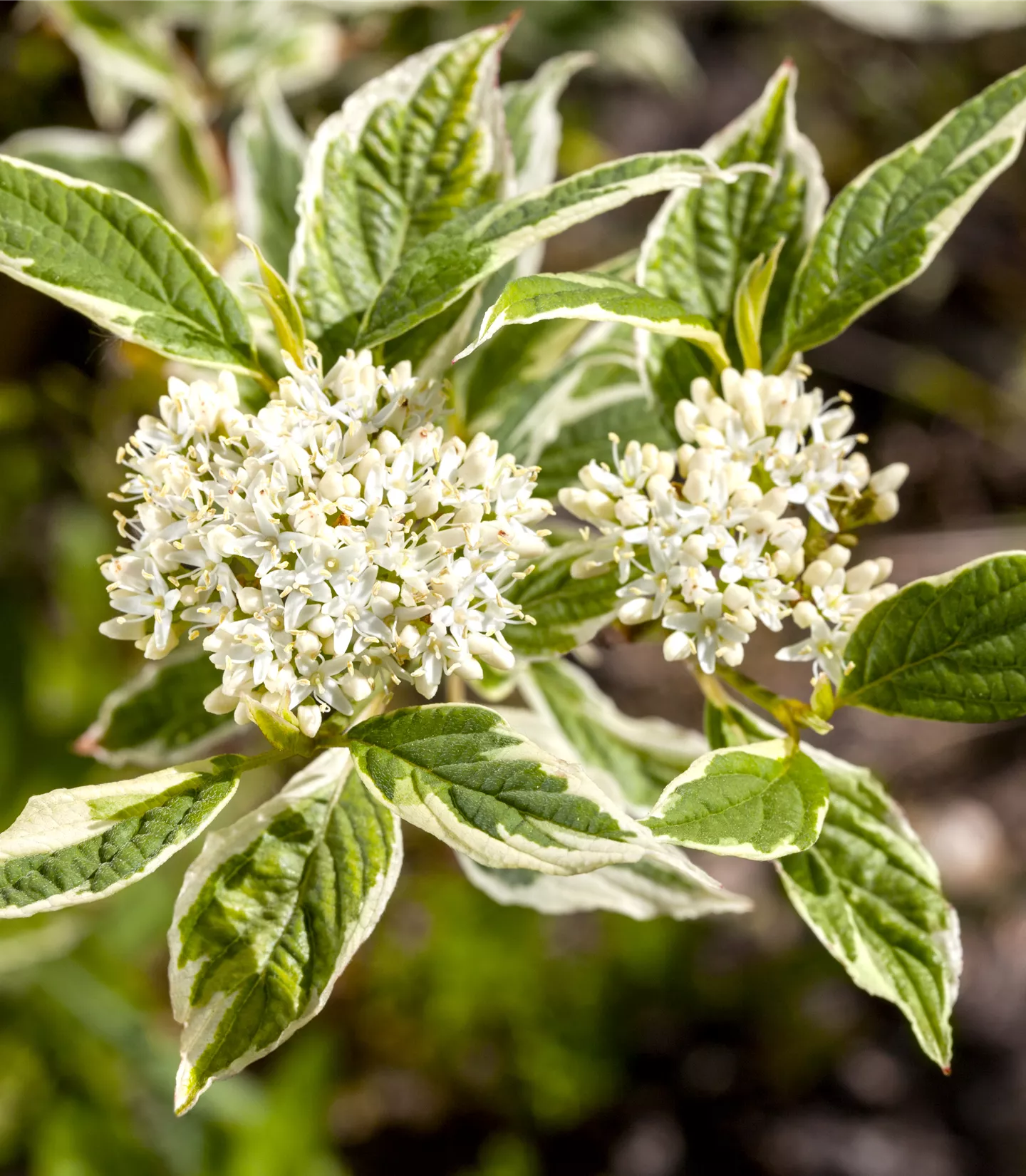 Cornus alba 'Sibirica Variegata' - Collection