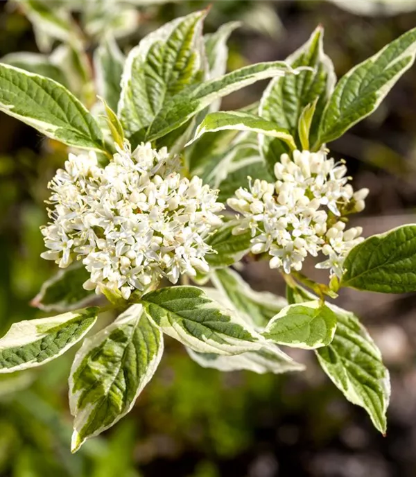 Cornus alba 'Sibirica Variegata' - Collection